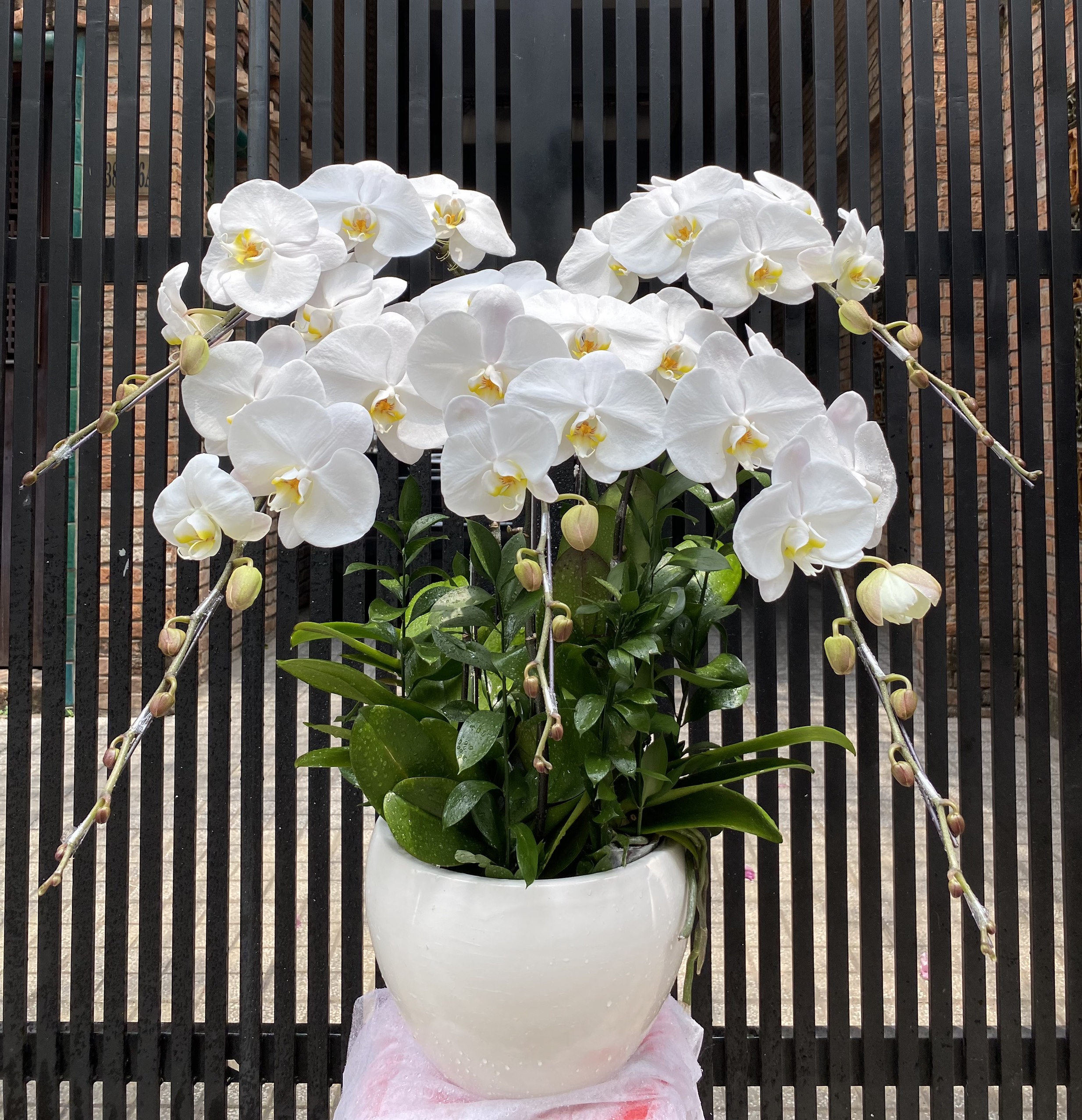Hoa Lan Sinh Nhật 00051